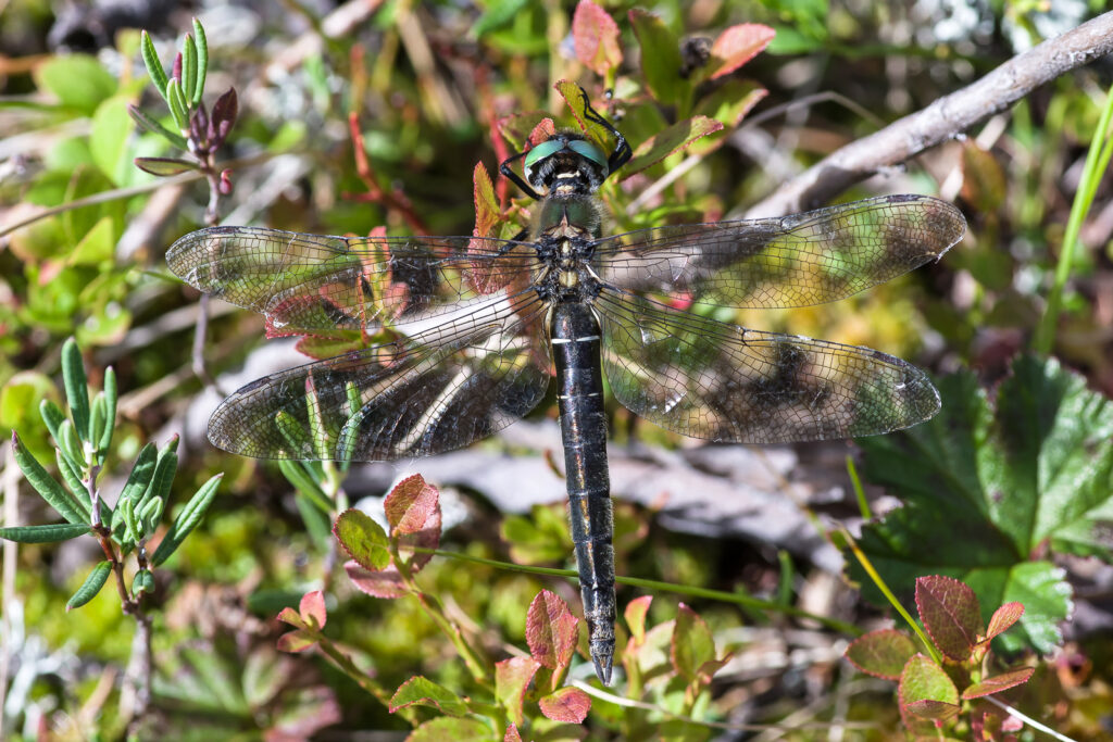 Die Alpen-Smaragdlibelle ist Libelle des Jahres 2023