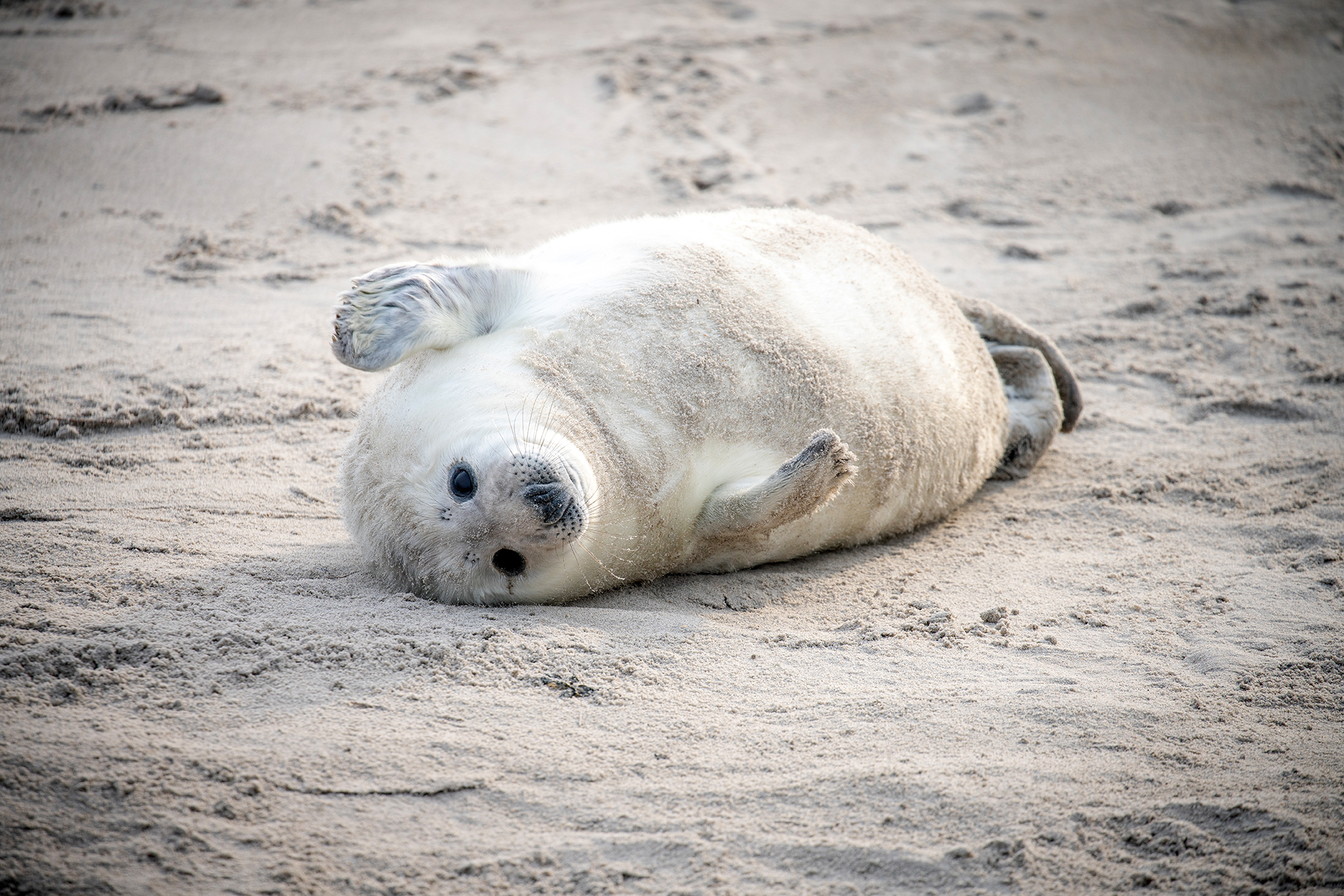 Robbe im Nordseesand