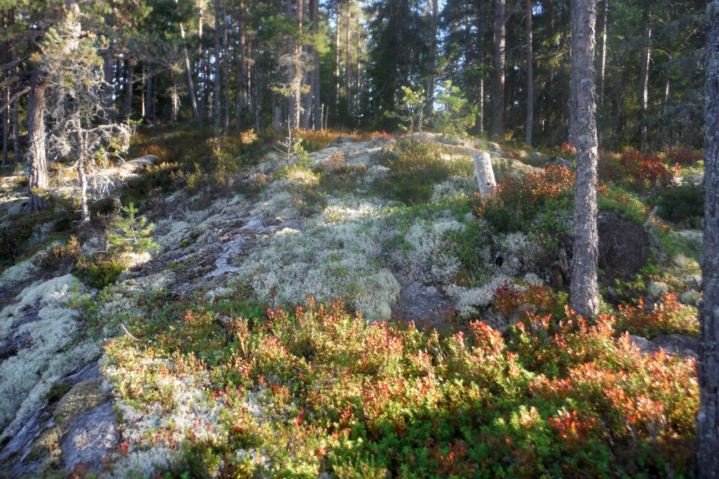 Wilde Weiber wollen wandern