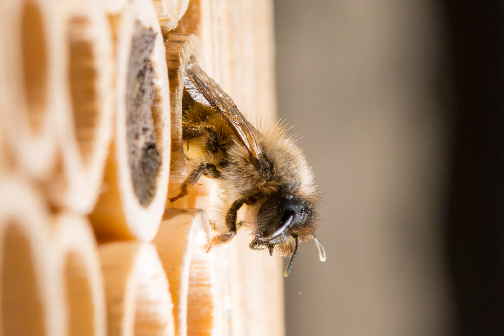 BeeHome: Lebensräume schaffen für Wildbienen | Eine Rostrote Mauerbiene krabbelt aus einer Niströhre