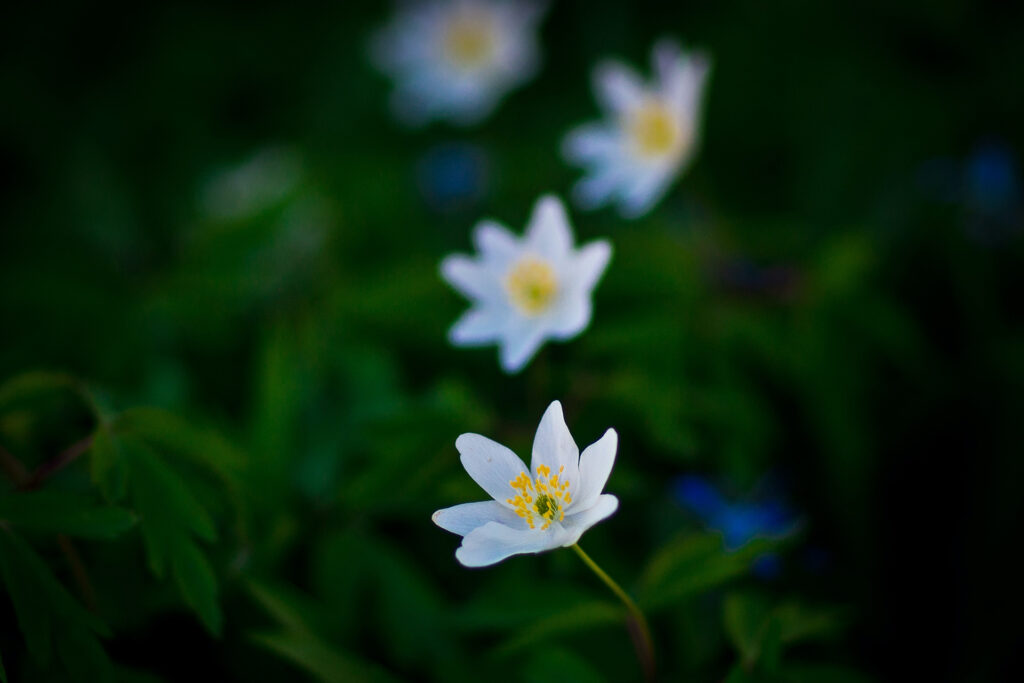 Buschwindröschen (Anemone nemorosa)