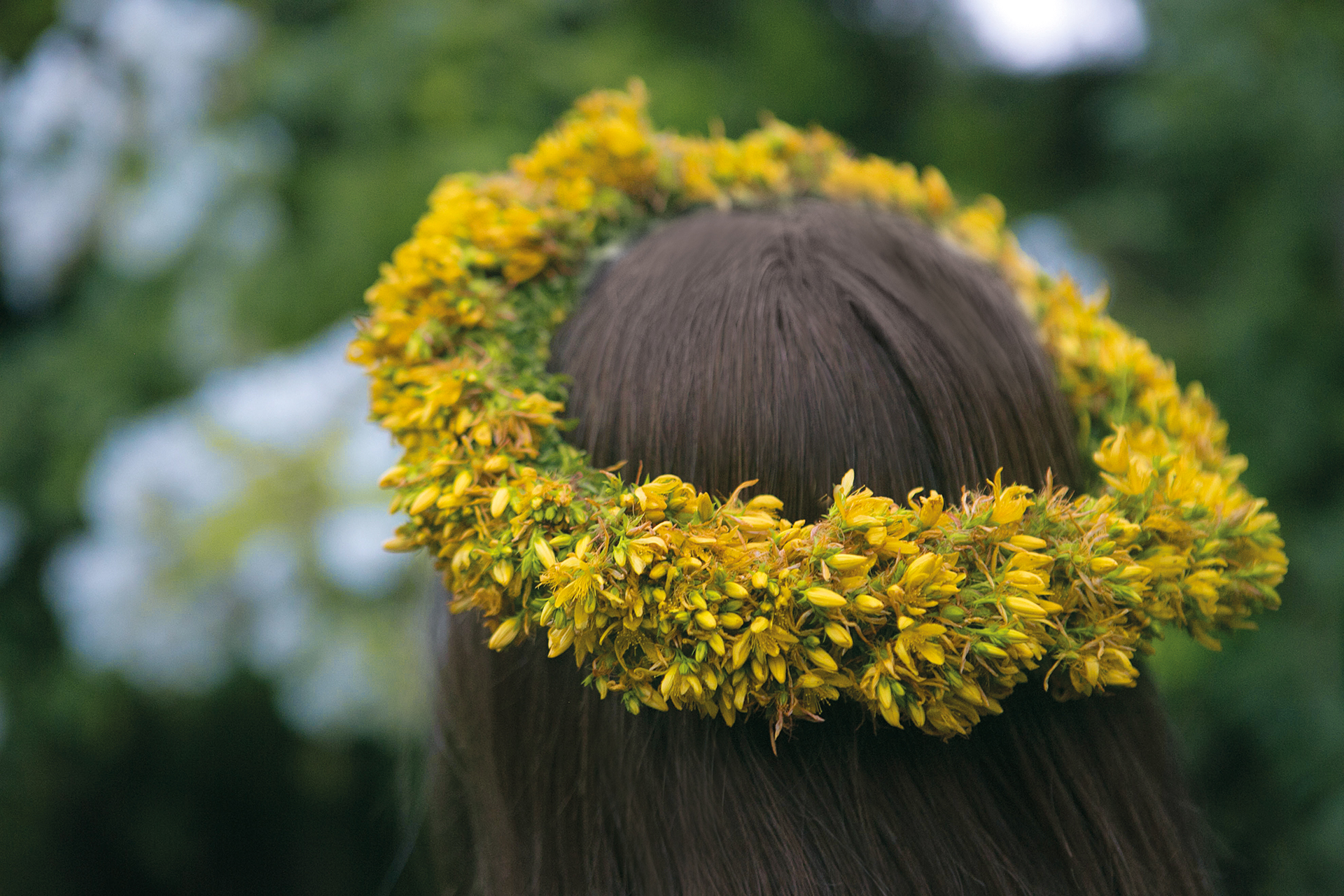 Ein Kranz aus Johanniskrautblüten im Haar der Mädchen war Sinnbild für das Licht der Sonne. Im nächtlichen Orakeln half es der fragenden Maid, »ein Licht aufgehen« zu lassen: Das Mädchen erkannte den Liebsten für's Leben.