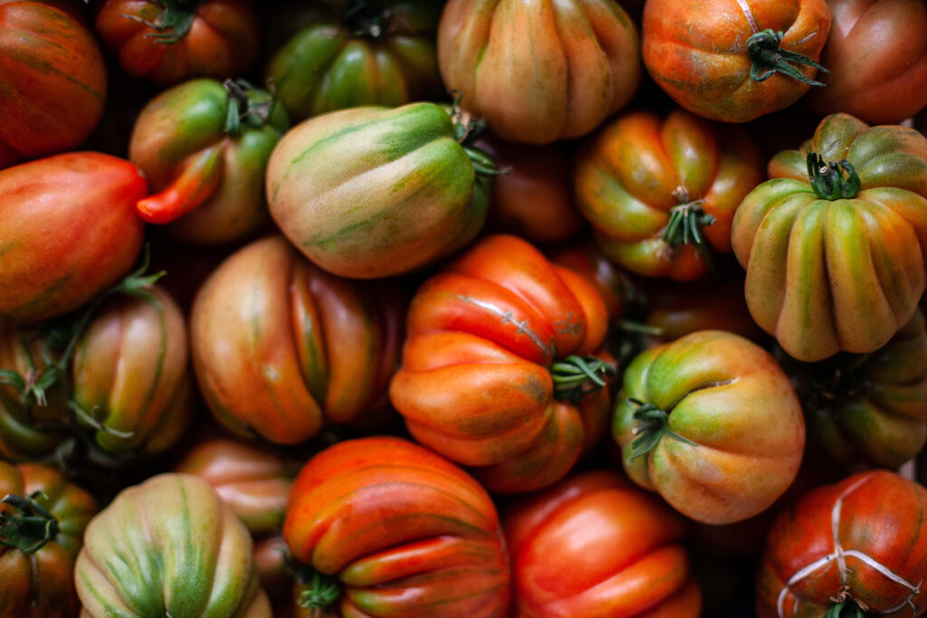 Tomaten – Gesunde Pflanzen, reiche Ernte