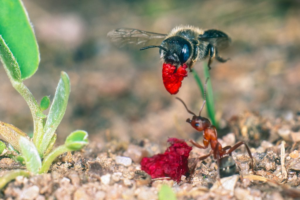 Die Mohn-Mauerbiene