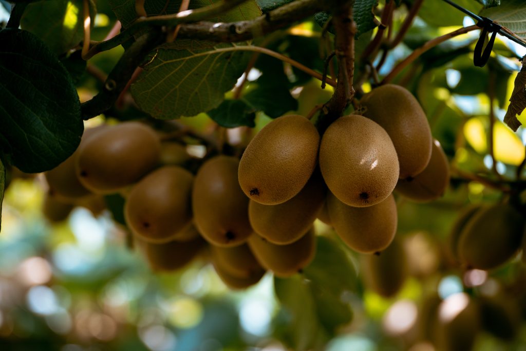 Goldene Kiwi-Träume mit Zespri