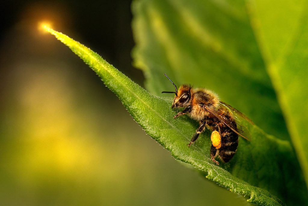 Honigsüße Gedanken zum Welttag der Biene