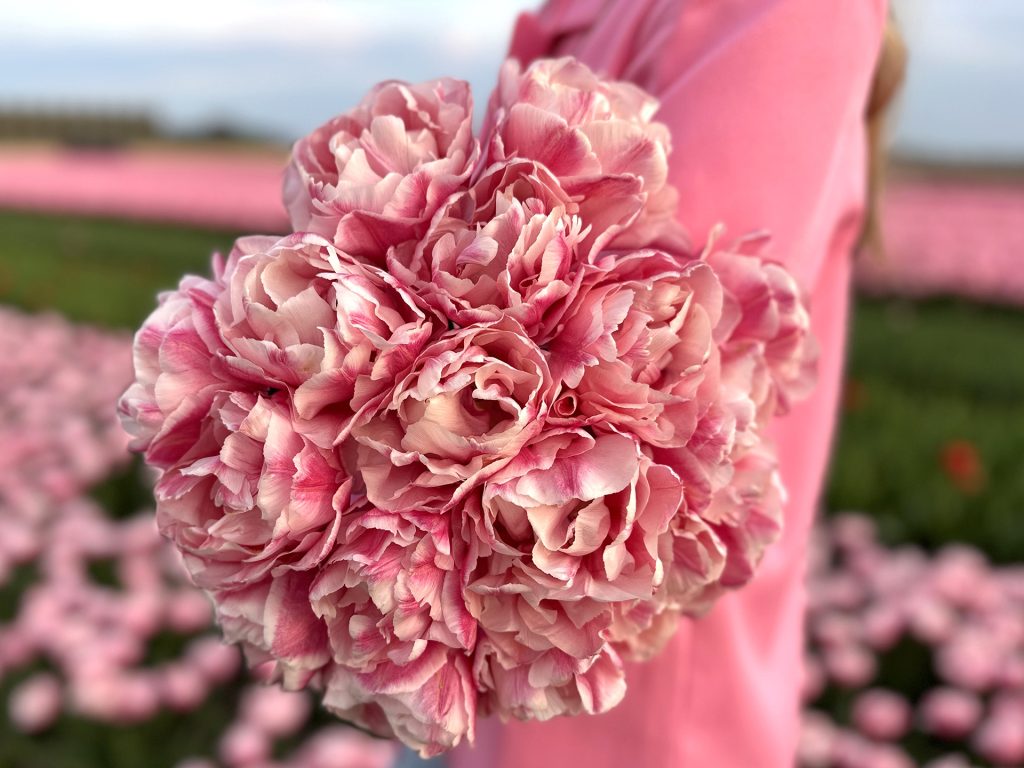 Neue Narzissen und Tulpen von FAM