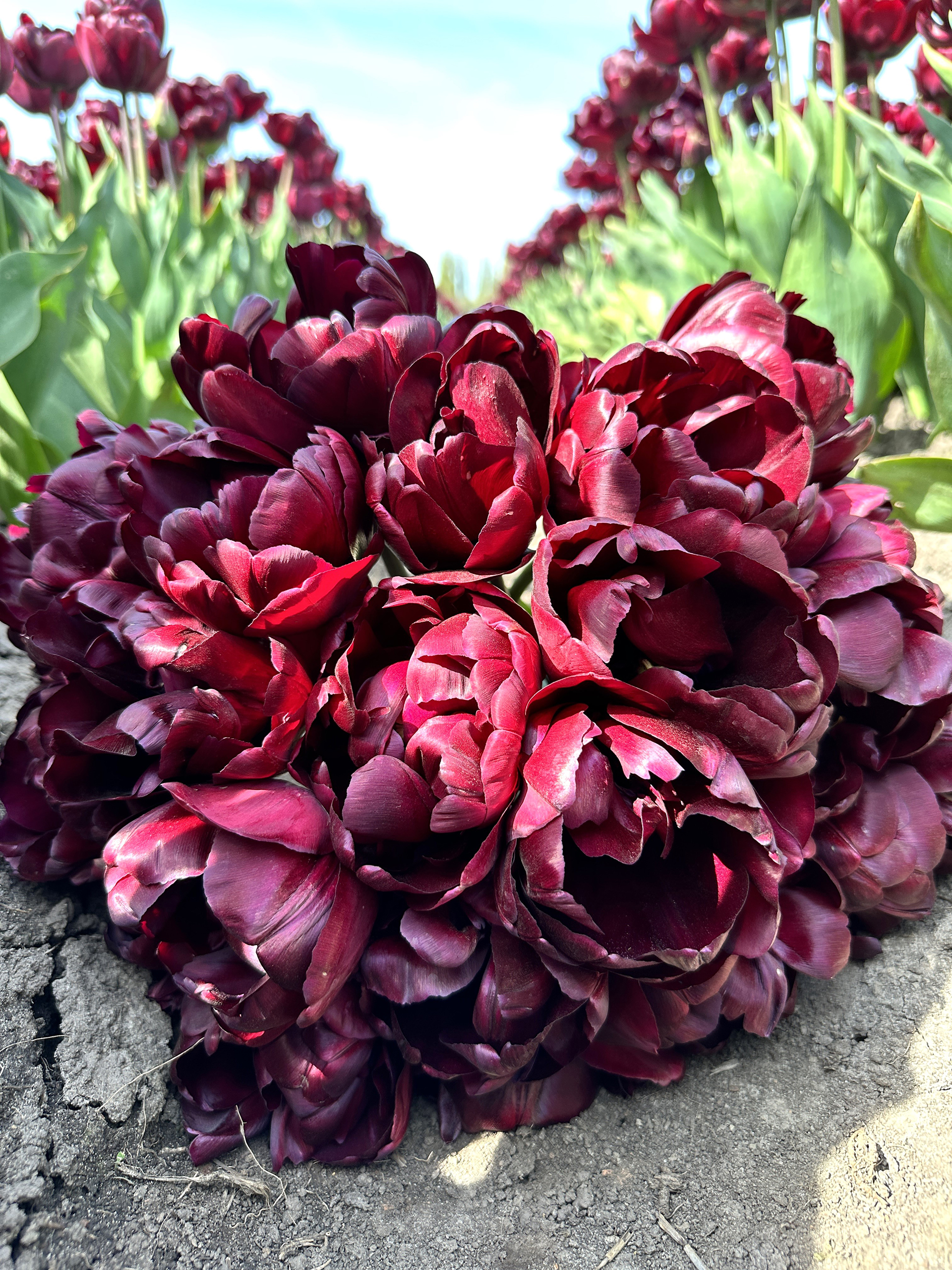 Black Peony