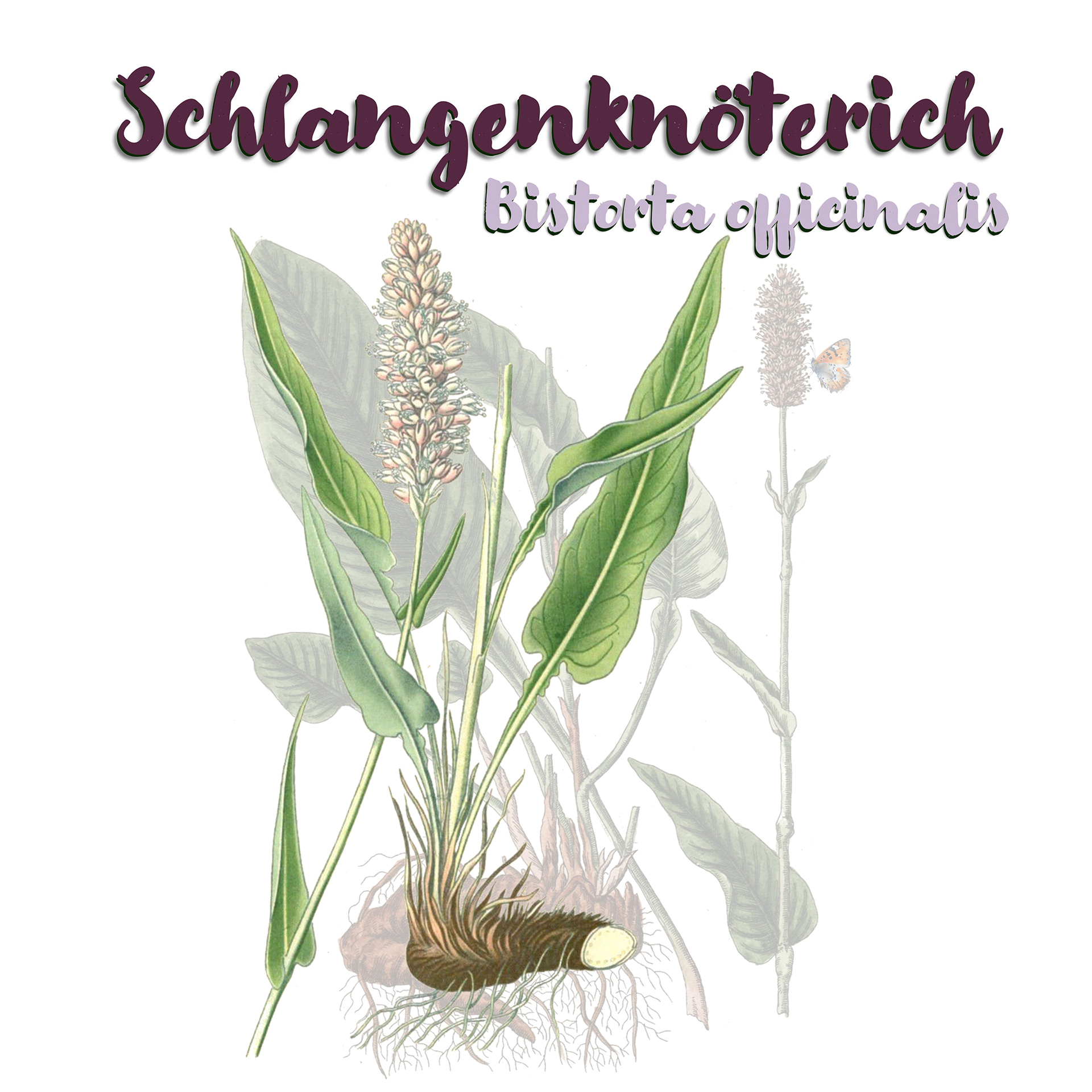 Schlangen-Knöterich (Bistorta officinalis)