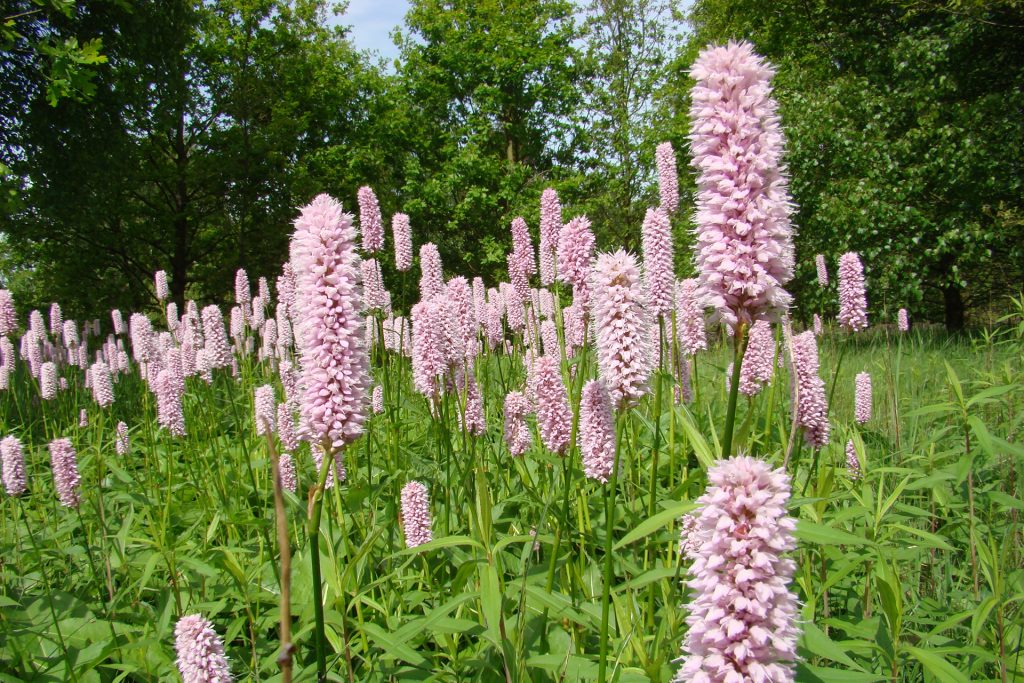 Schlangenknöterich (Bistorta officinalis)