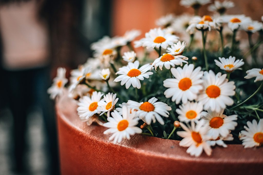 Giftfalle im Blumentopf – Manche »bienenfreundliche« Pflanzen sind Sondermüll