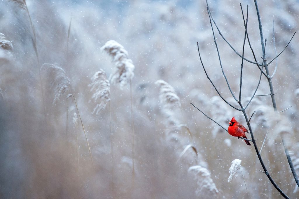 Der achtsame Adventskalender: 24 Tage voller Freude, Besinnlichkeit und Selbstfürsorge