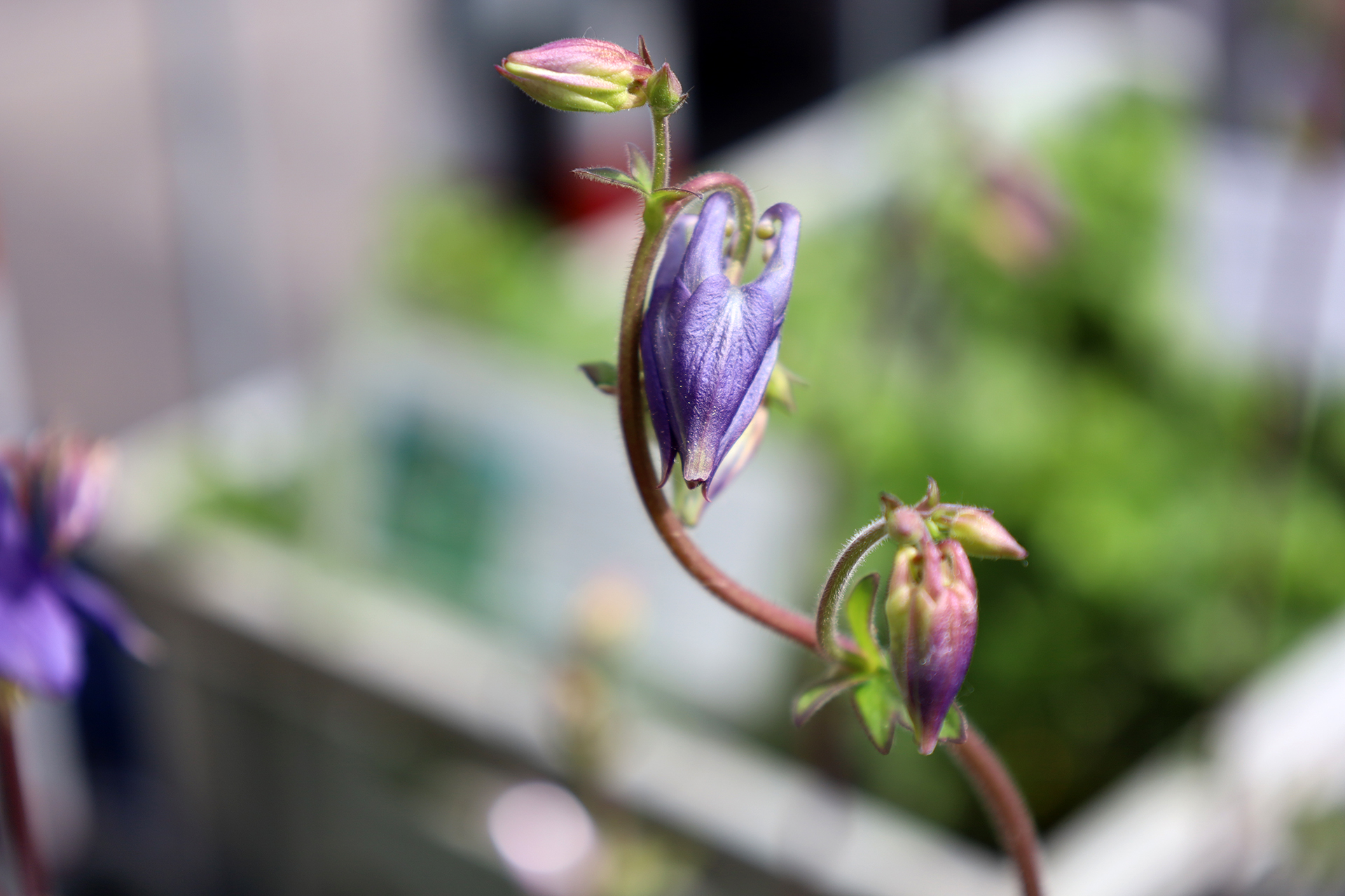 Fällt eigentlich auf, dass ich ein Faible für gelbe und violette Blüten habe?