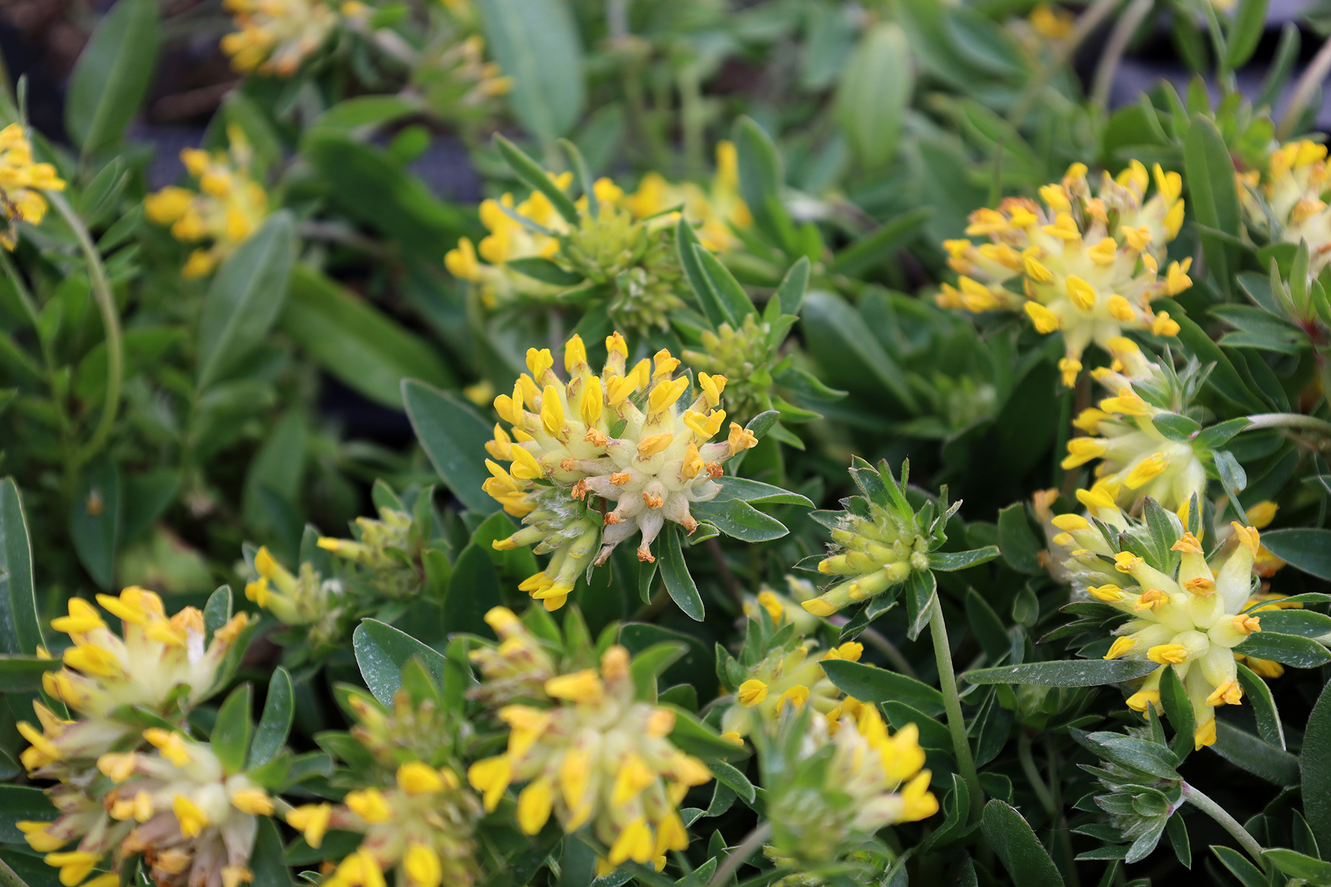 Echter Wundklee (Anthyllis vulneraria) auf dem Bärner Wildpflanzenmärit