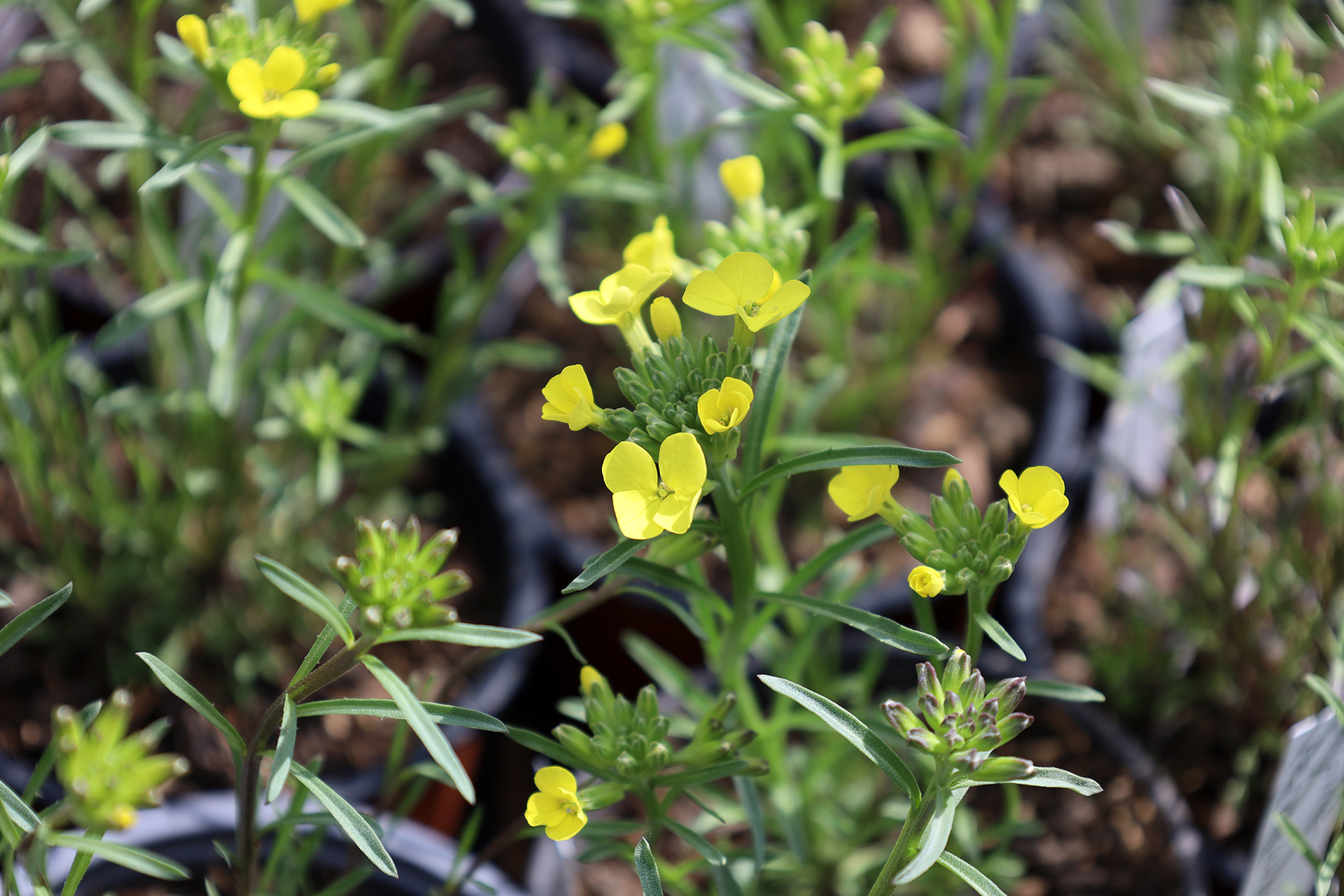 Einer meiner neuen Lieblinge: der Schweizer Schöterich (Erysimum rhaeticum).