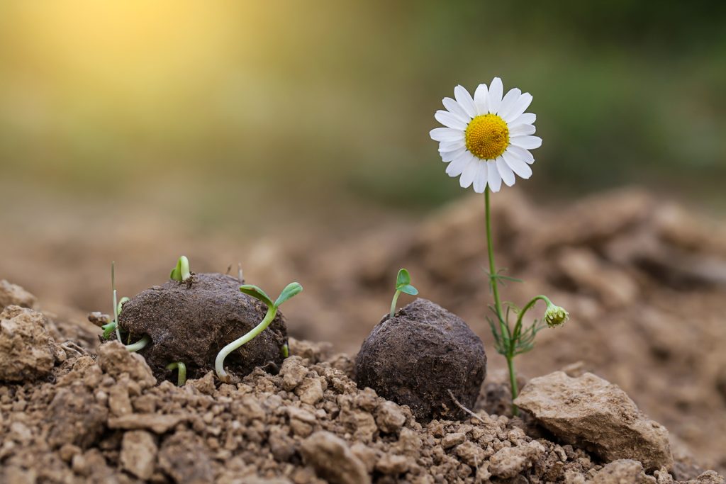 Samenbomben selber machen – DIY-Anleitung für Seedbombs