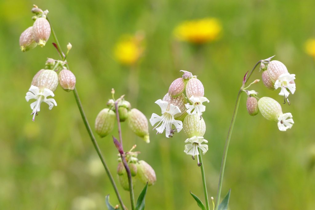 Taubenkropf-Leimkraut (Silene vulgaris)