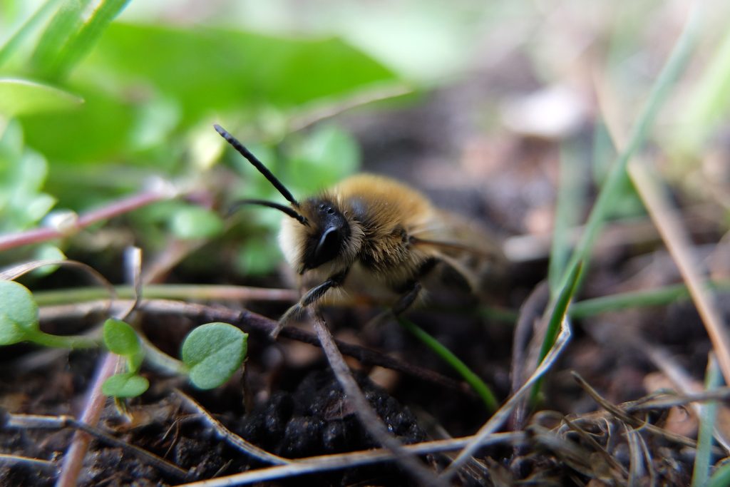 Wildbienen brauchen ein Zuhause! Doch wie nützlich sind Wildbienennisthilfen wirklich?