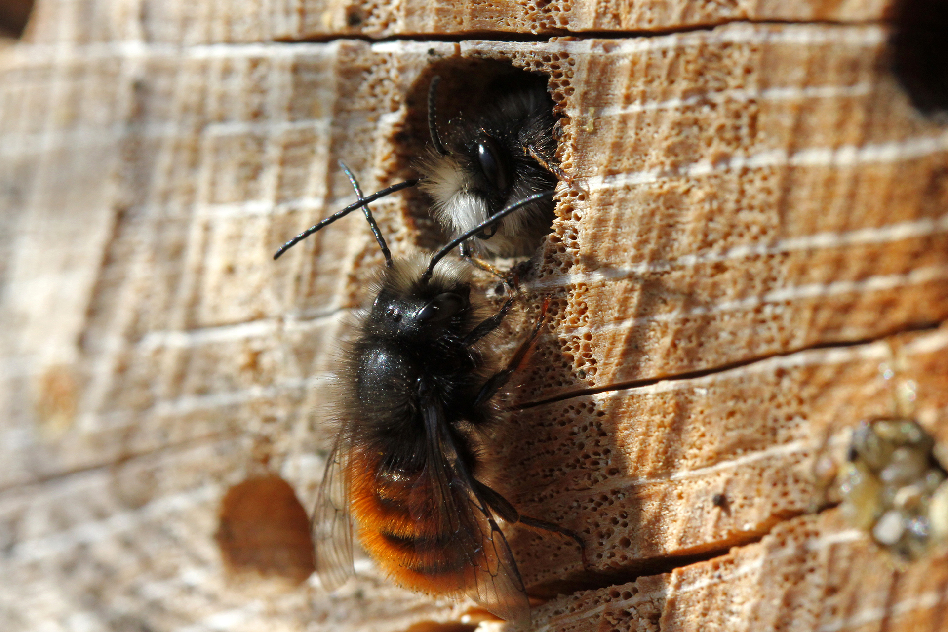 Die Gehörnte Mauerbiene (Osmia cornuta) nimmt künstliche Nisthilfen gern an. | Foto: Hans-Jürgen Sessner
