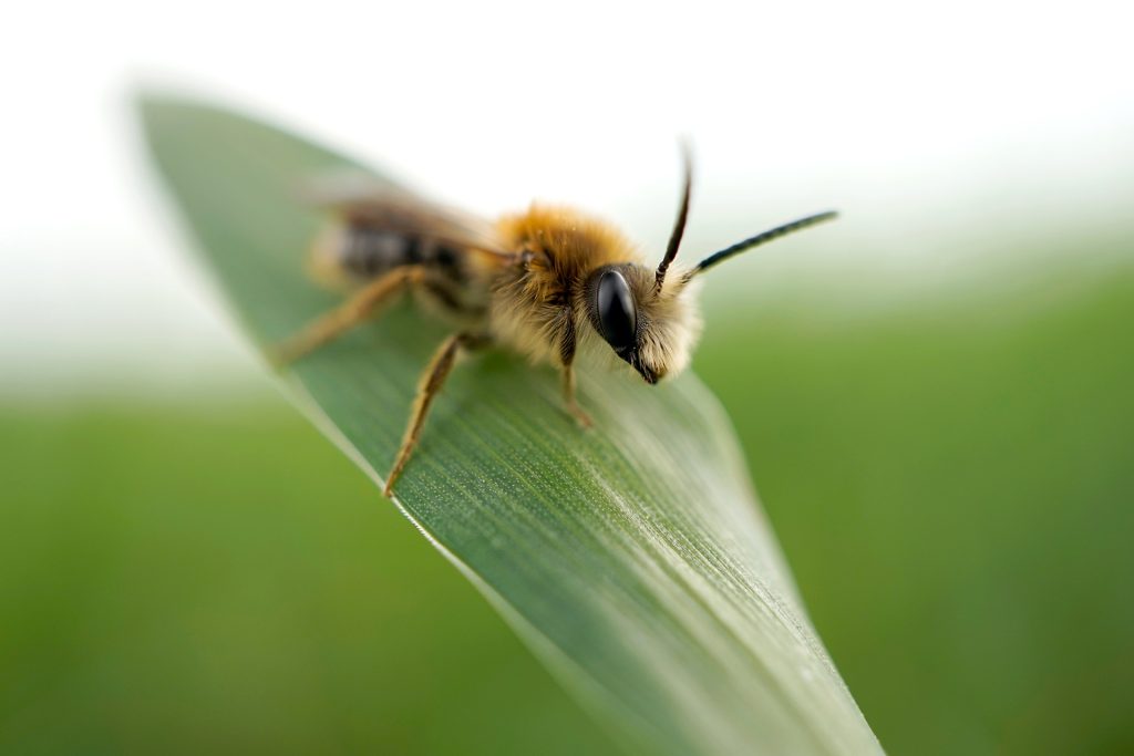 Wir feiern den Weltbienentag am 20. Mai