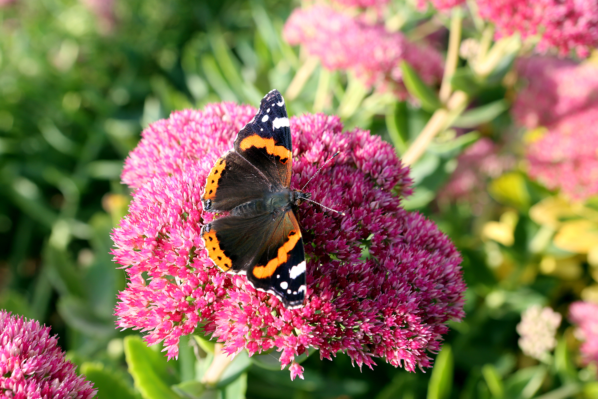 Admiral (Vanessa atalanta) auf Prächtiger Fetthenne (Hylotelephium spectabile)