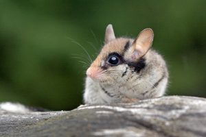 Fahndungserfolg: 10.000ster Gartenschläfer gesichtet