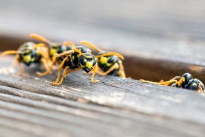 Kein Wespenstich zum Bienenstich: Was tun am Kaffeetisch und bei Wespennestern im Garten?