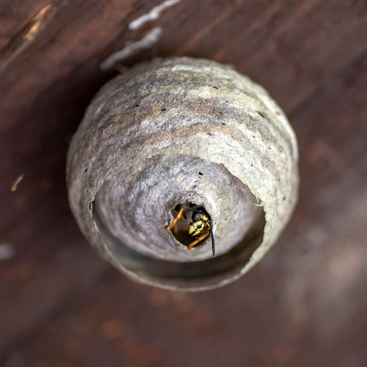 Gemeine Wespe (Vespula vulgaris) im Nest