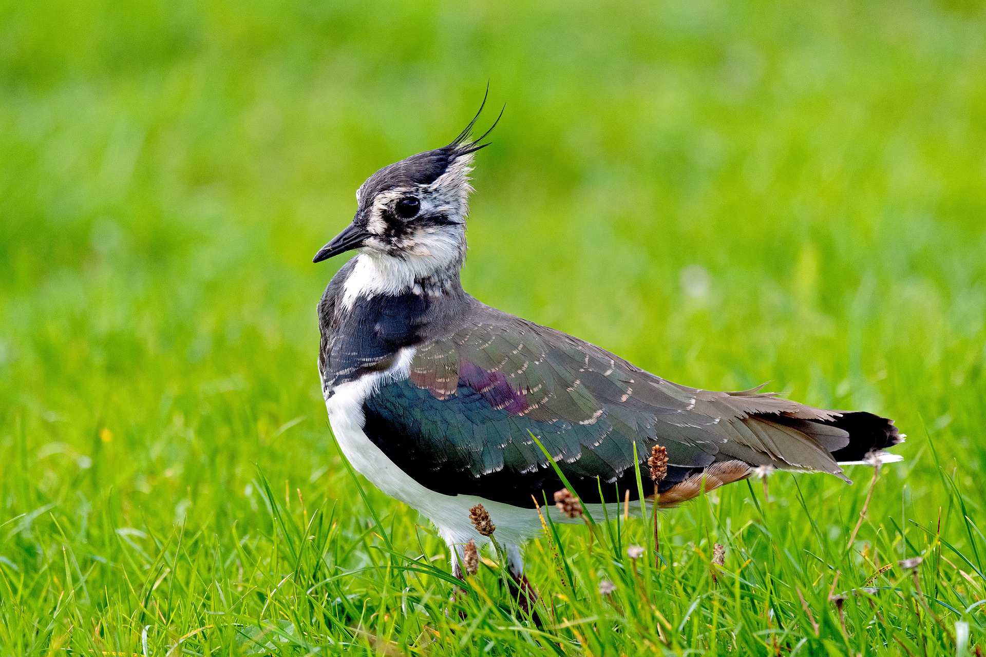 Kiebitz-Population am Grünen Band verdoppelt sich – BUND-Erfolg für Vogel des Jahres – Initiativen zum Schutz zeigen Wirkung