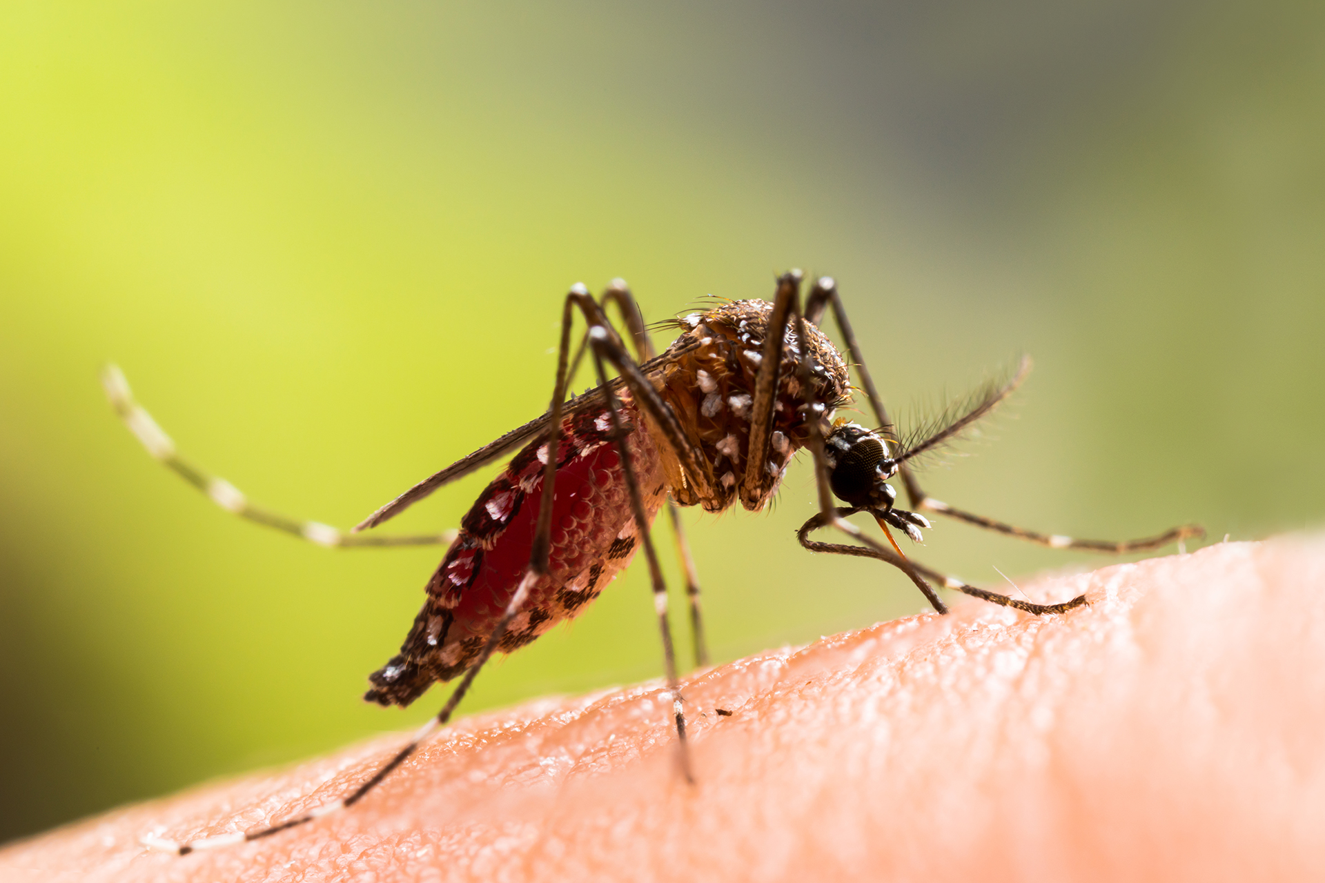 Insect Calm: Die Soforthilfe bei juckenden Insektenstichen | Foto: Ägyptische Tigermücke (Aedes aegypti)