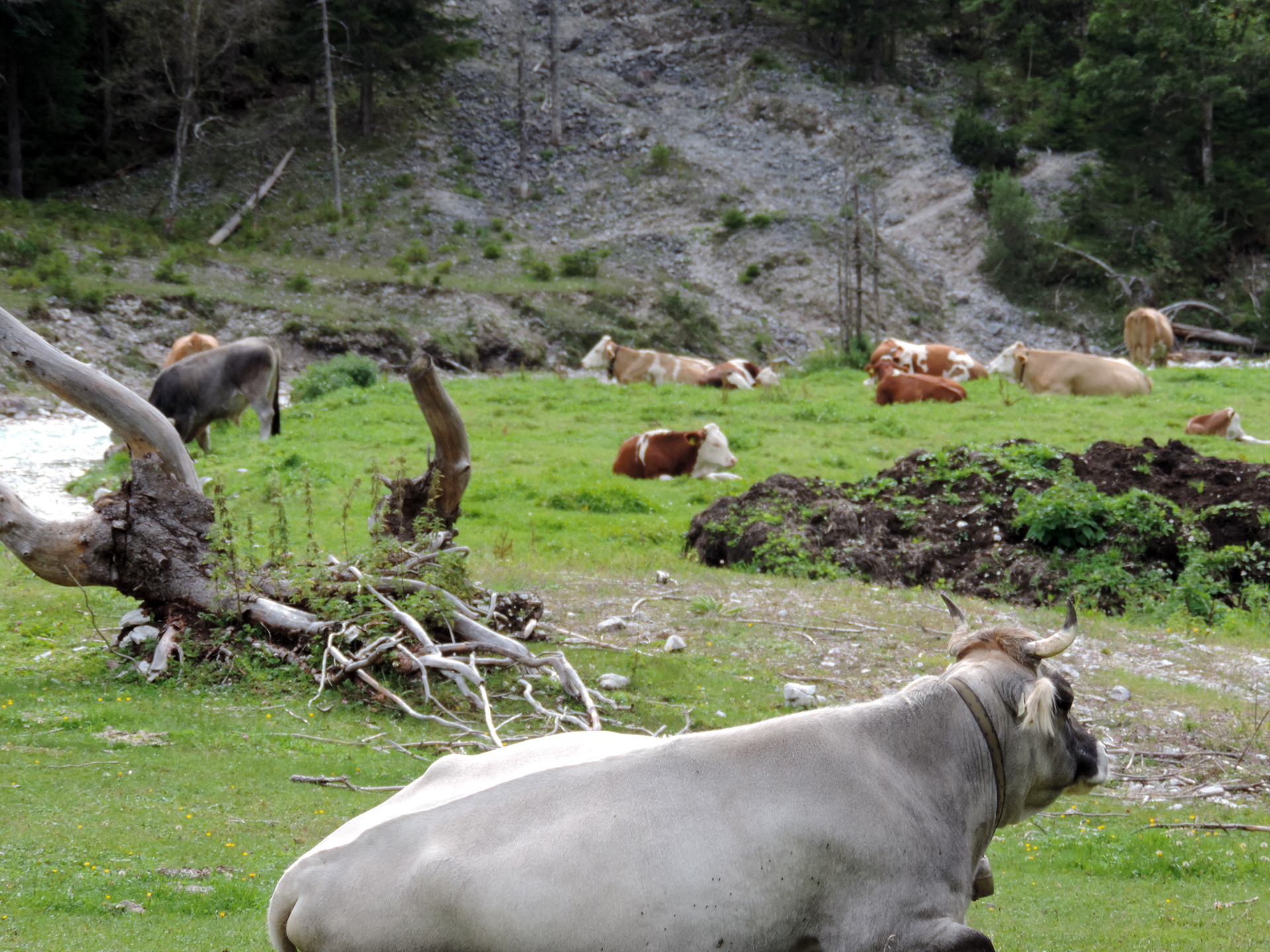 laveras Ziel: Naturkulturerbe gemeinsam bewahren für die traditionelle Viehwirtschaft auf den Hochalmen im Naturpark Karwendel.