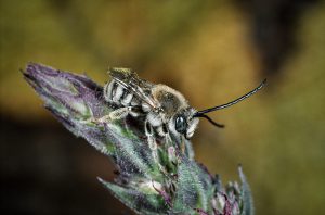 Männchen der Blutweiderich-Langhornbiene (Eucera salicariae)