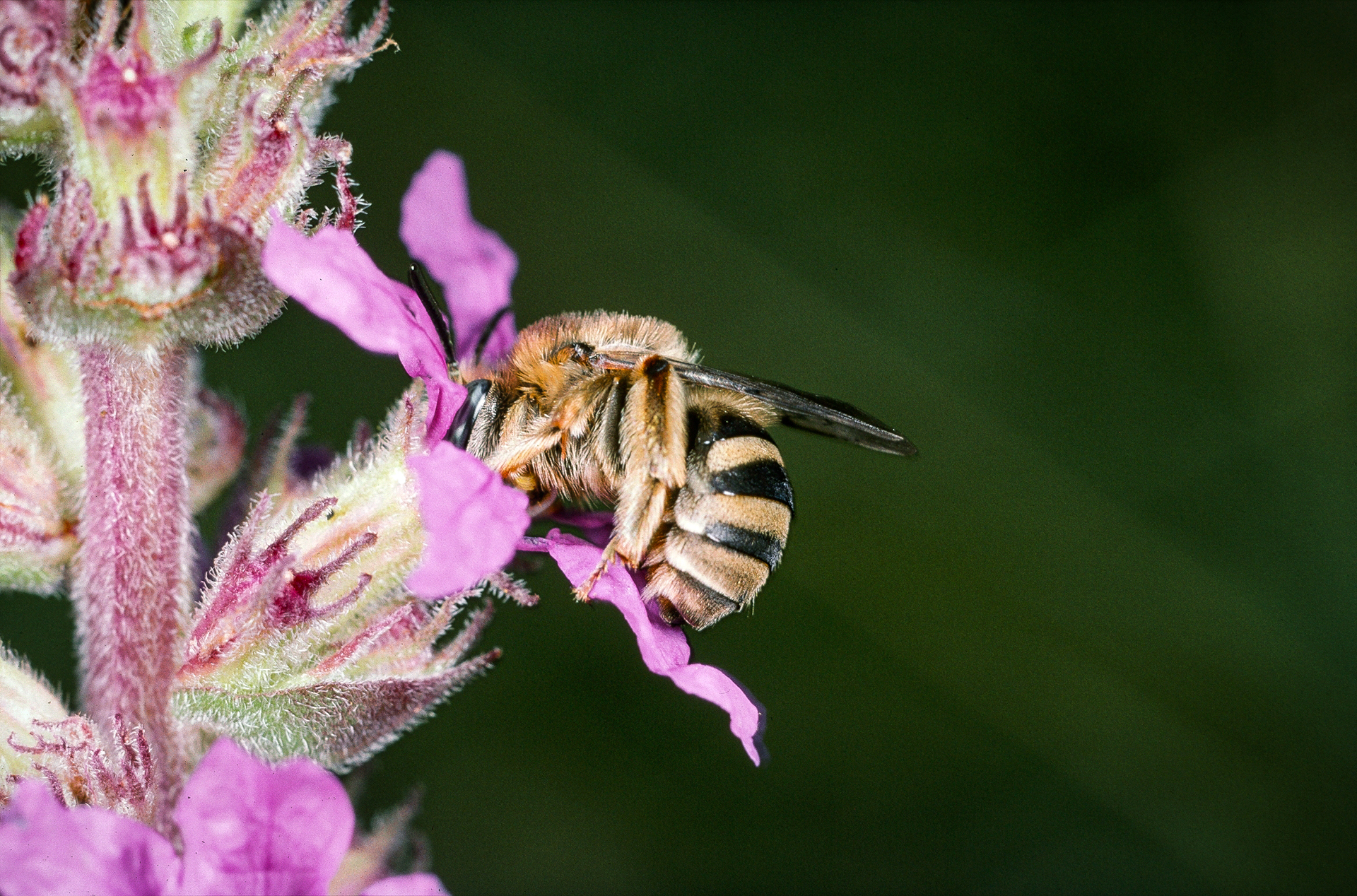 Weibchen der Blutweiderich-Langhornbiene (Eucera salicariae)