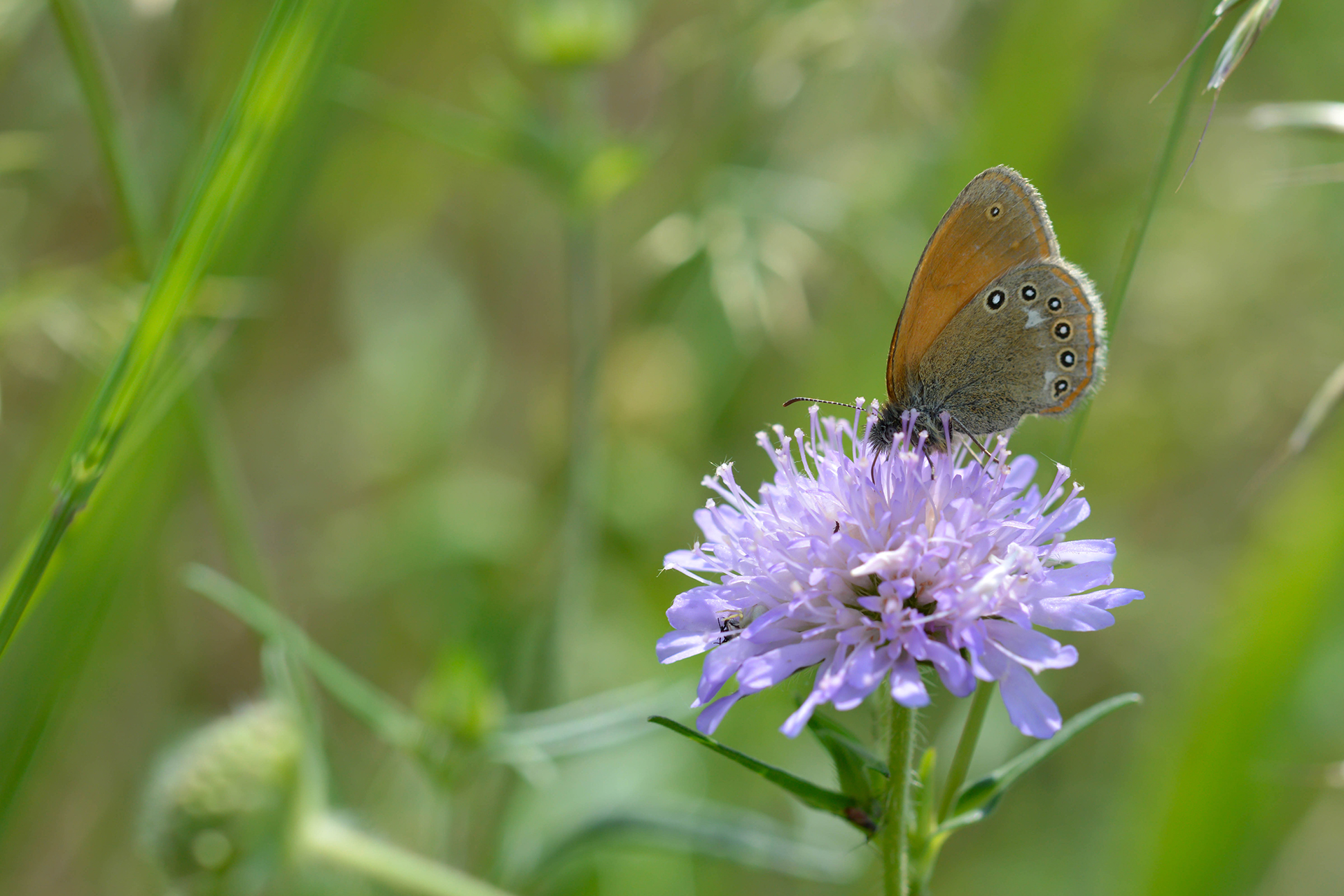 Rotbraunes Wiesenvögelchen (Coenonympha glycerion) auf einer Skabiosenblüte in der Natur