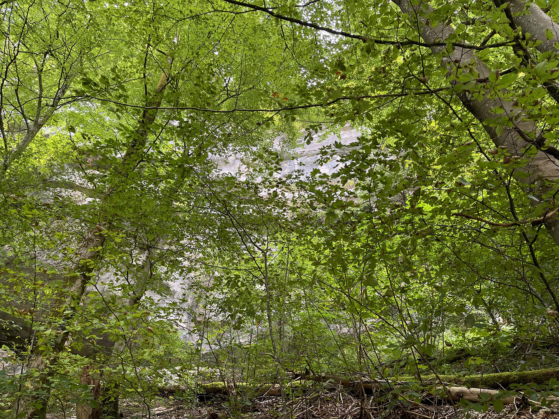 Grün, grüner, Taubenlochschlucht