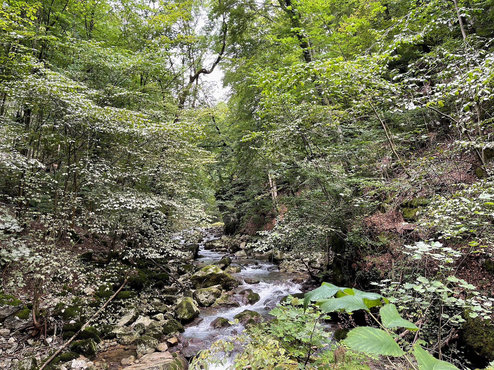 Ein Schweizer Urwald zum Verlieben