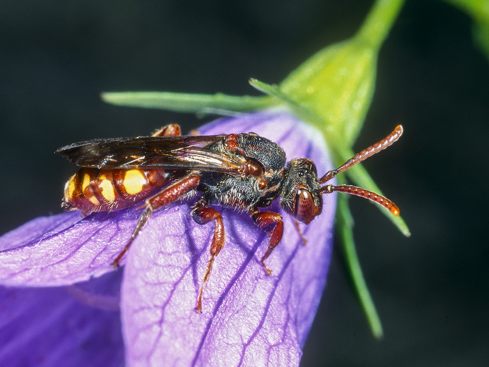 Weibchen der Glockenblumen-Wespenbiene (Nomada braunsiana SCHMIEDEKNECHT, 1882)