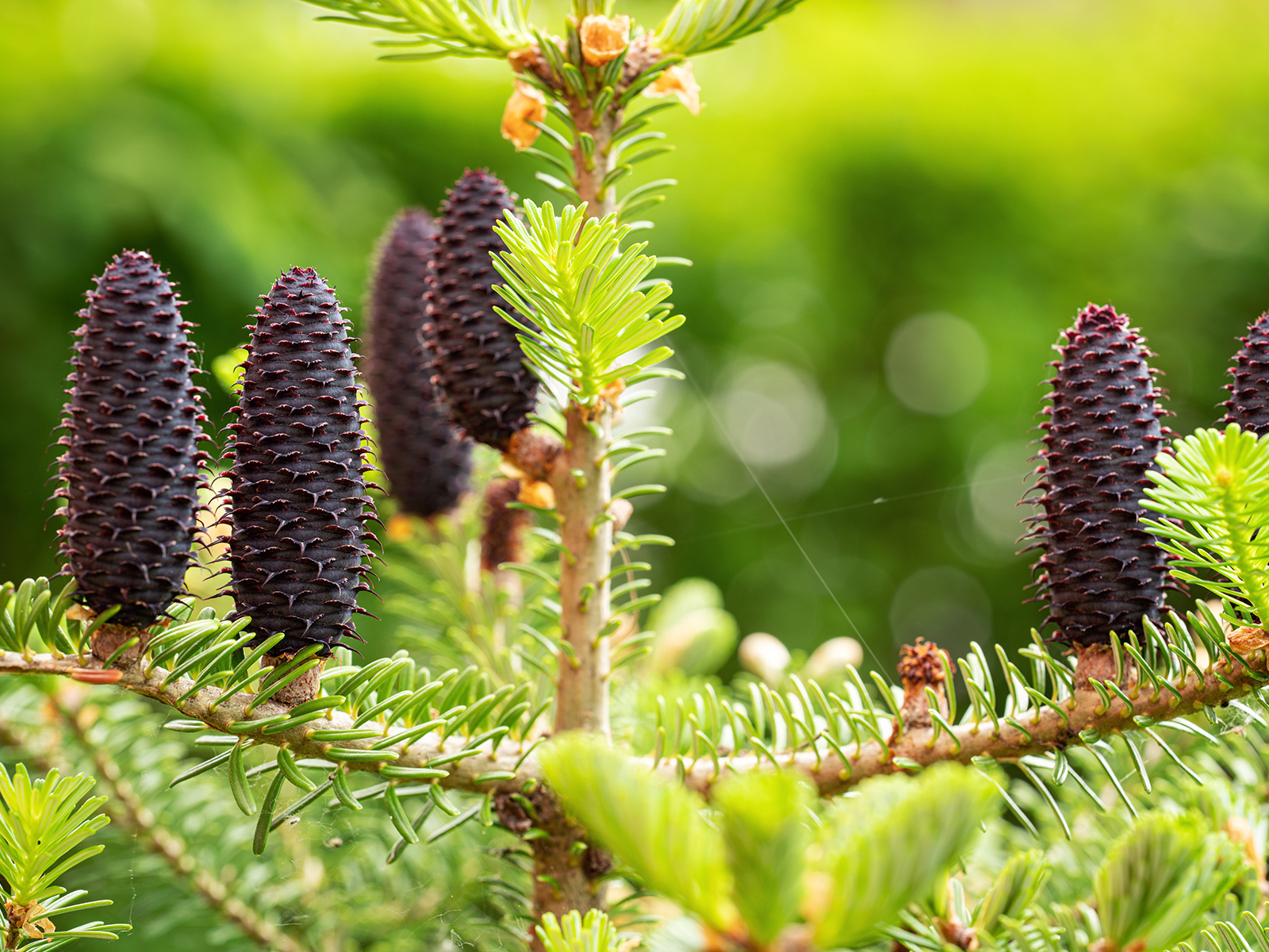 Junge Zapfen einer Purpurfichte (Picea purpurea) auf einem Zweig | Foto: Lubo Ivanko