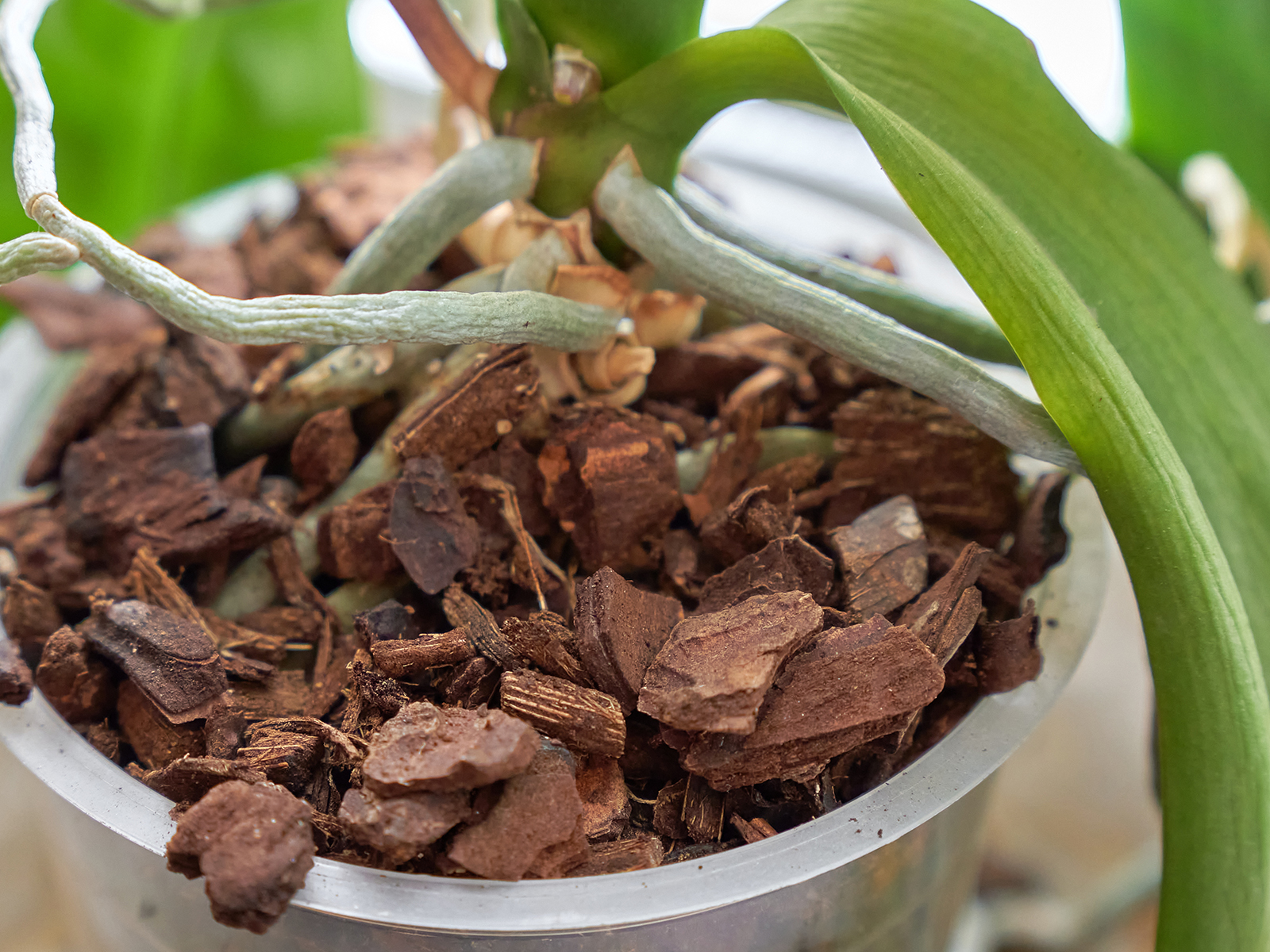 Typischer Orchideentopf mit Substrat aus Pflanzenrinde