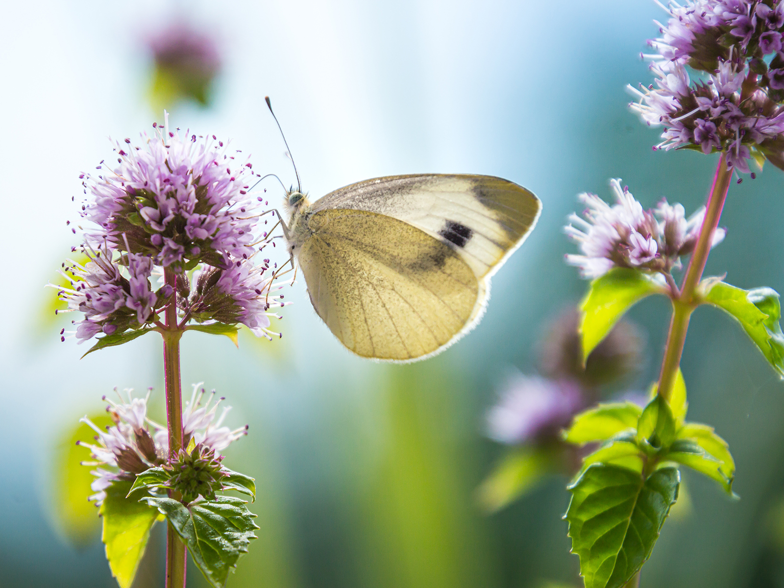 Kleiner Kohlweißling (Pieris rapae) an Zitronenminze (Mentha piperita var. citrata »Lemon«)