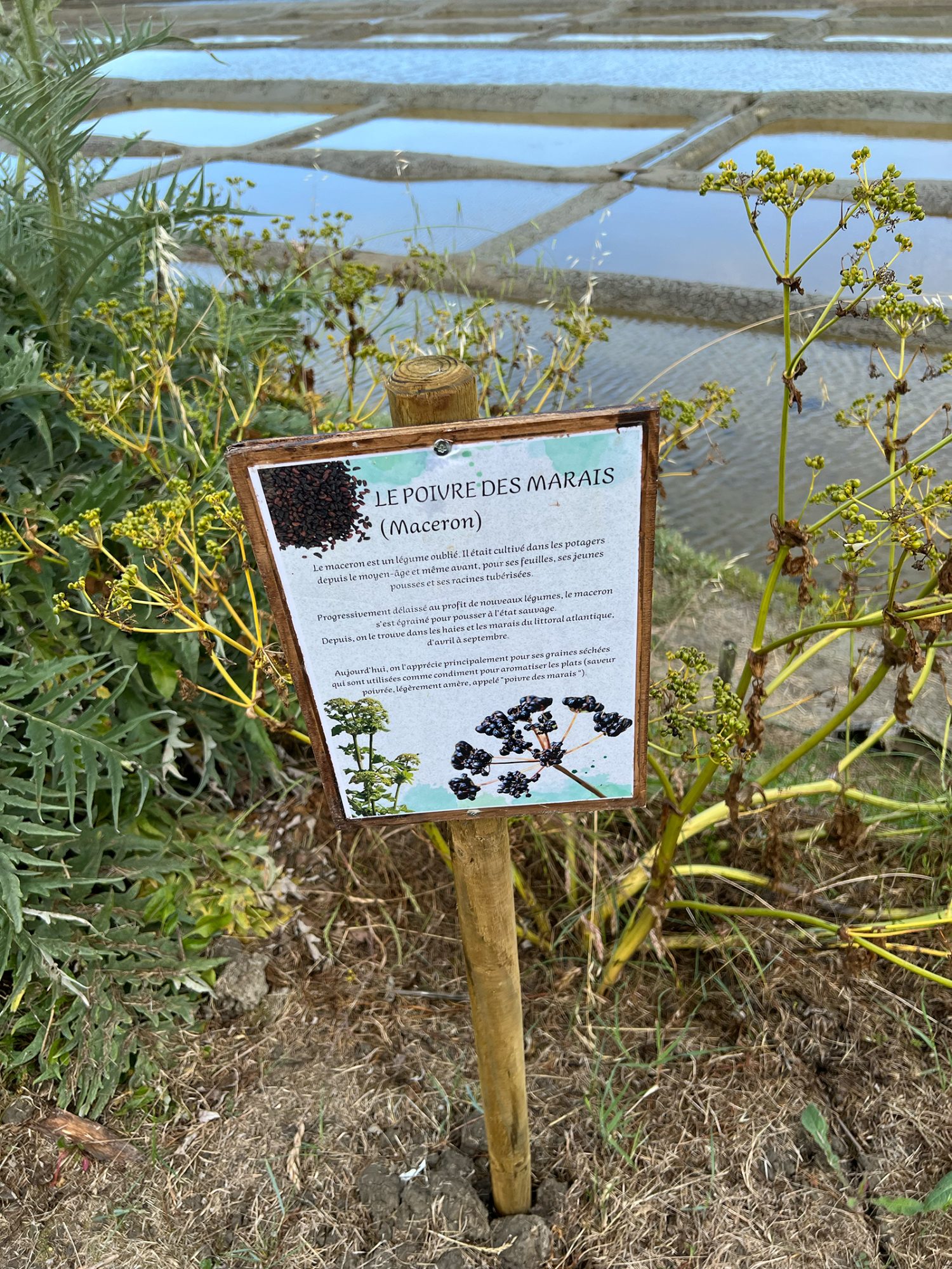 Pferdeeppich oder Sumpfpfeffer (Smyrnium olusatrum)