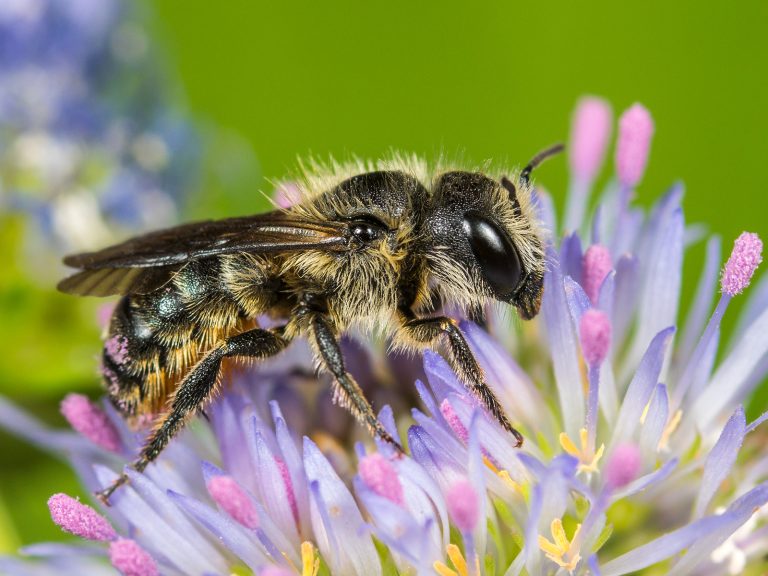 Weibchen der Einhöckrigen Mauerbiene (Osmia niveata) bei der Nahrungsaufnahme auf Berg-Sandglöckchen (Jasione montana)