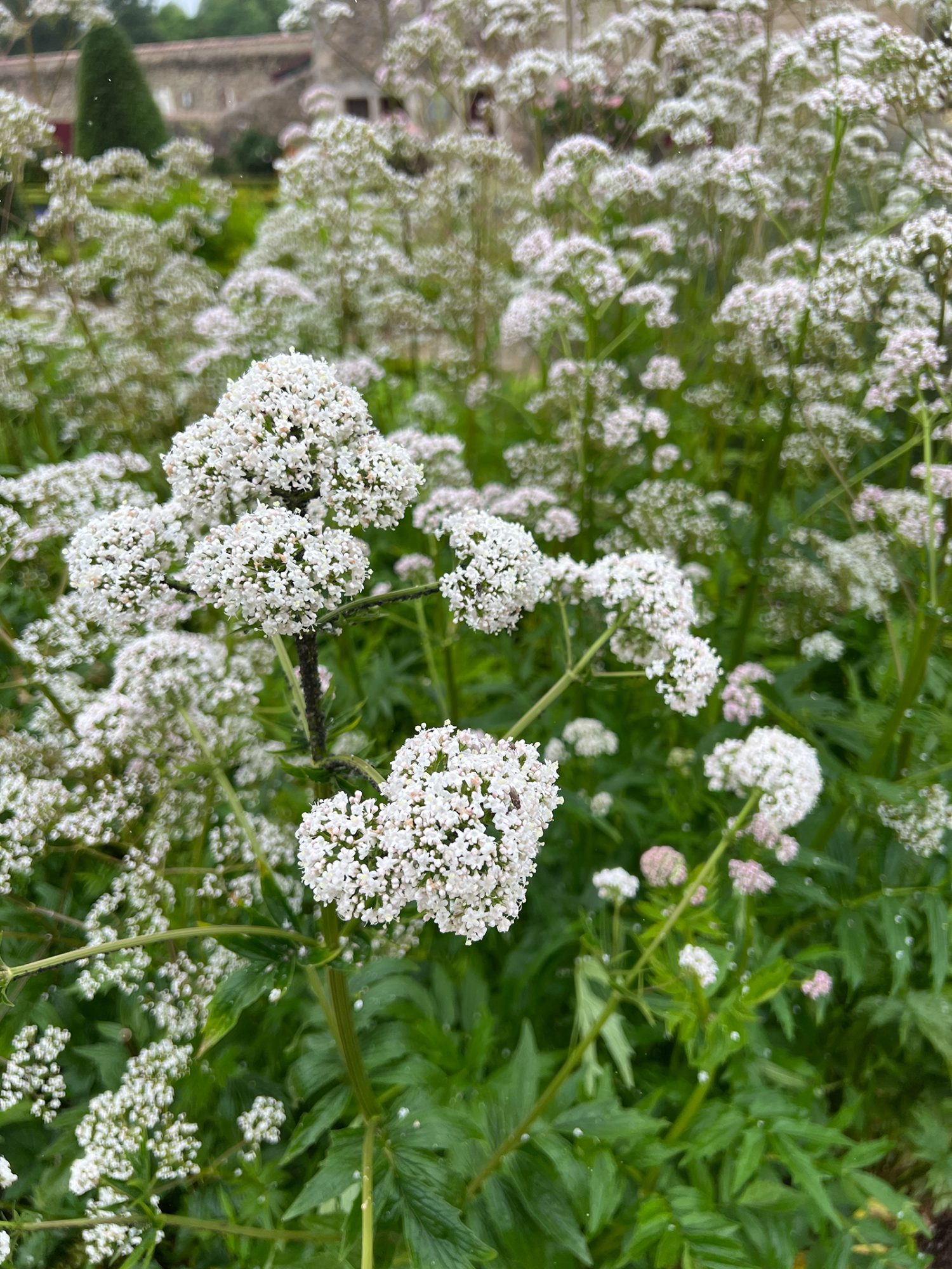 Echter Baldrian (Valeriana officinalis)