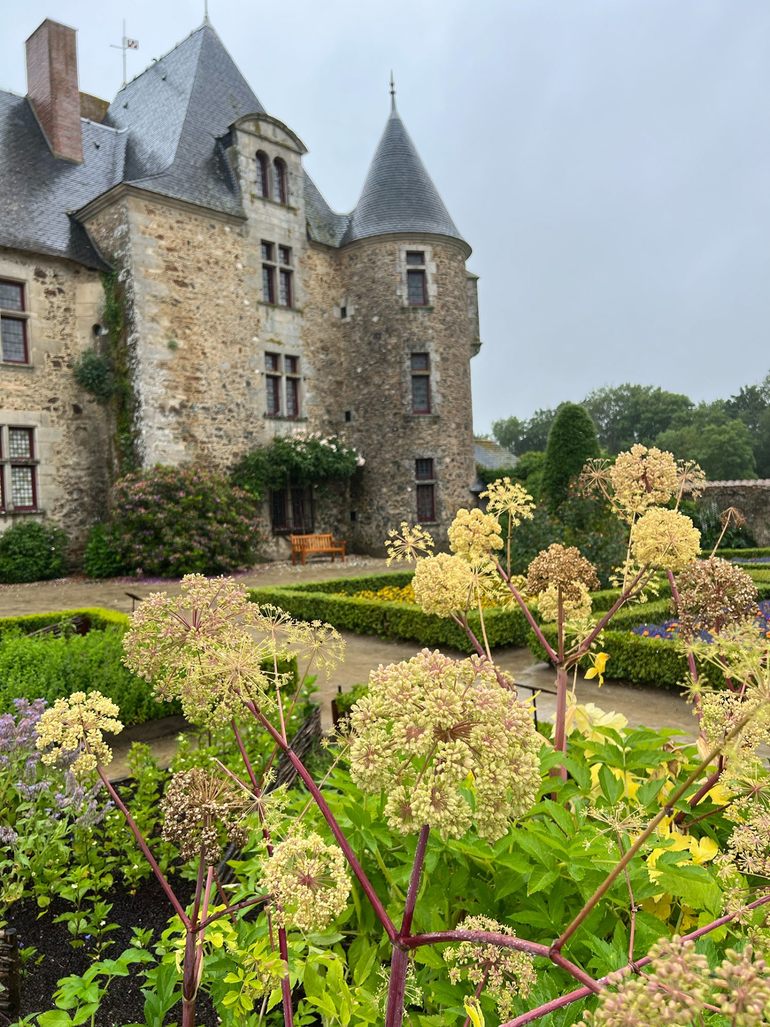 Echte Engelwurz (Angelica archangelica)