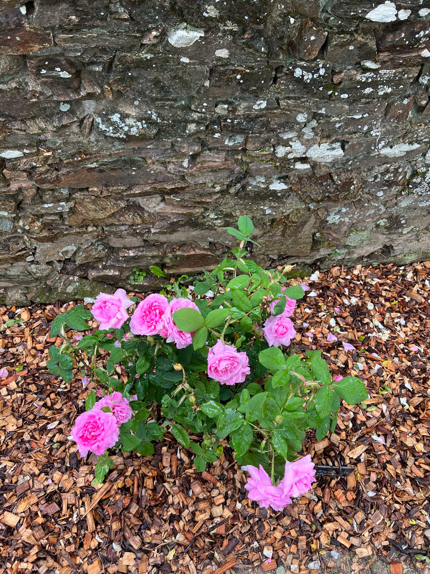 Eine Rosensorte ist schöner als die andere!