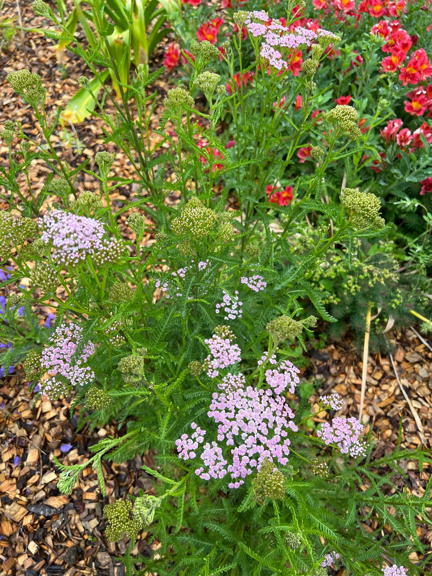Hübsche rosa Schafgarbe (Achillea millefolium)