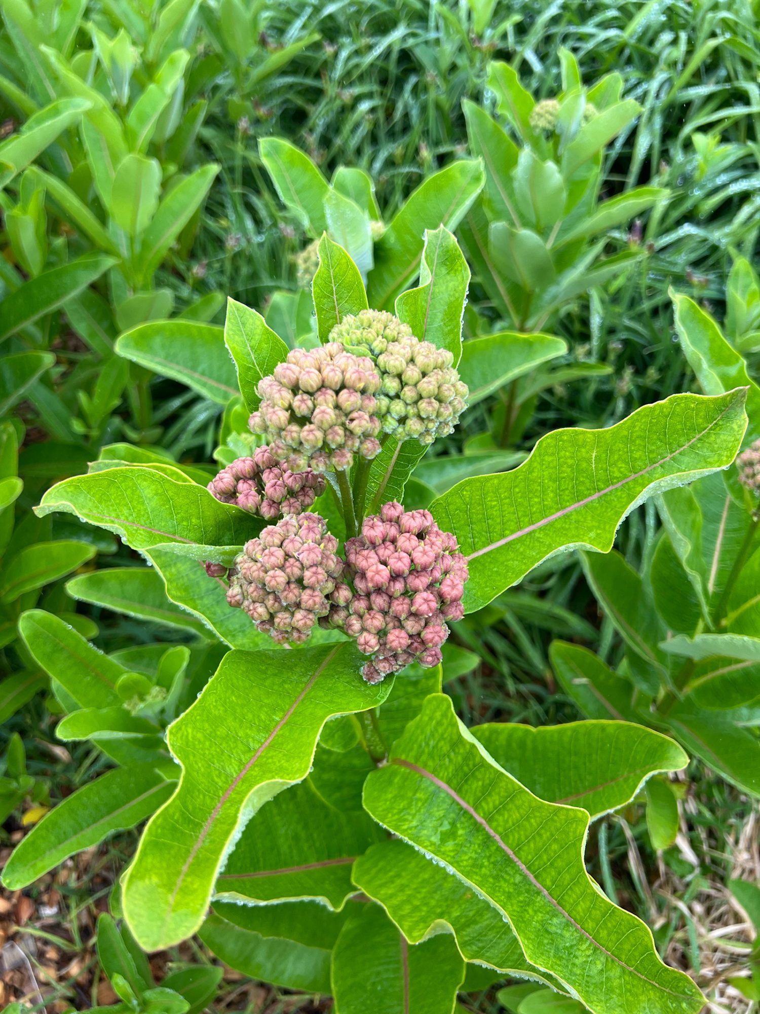 Rotes Milchkraut (Asclepias rubra)?