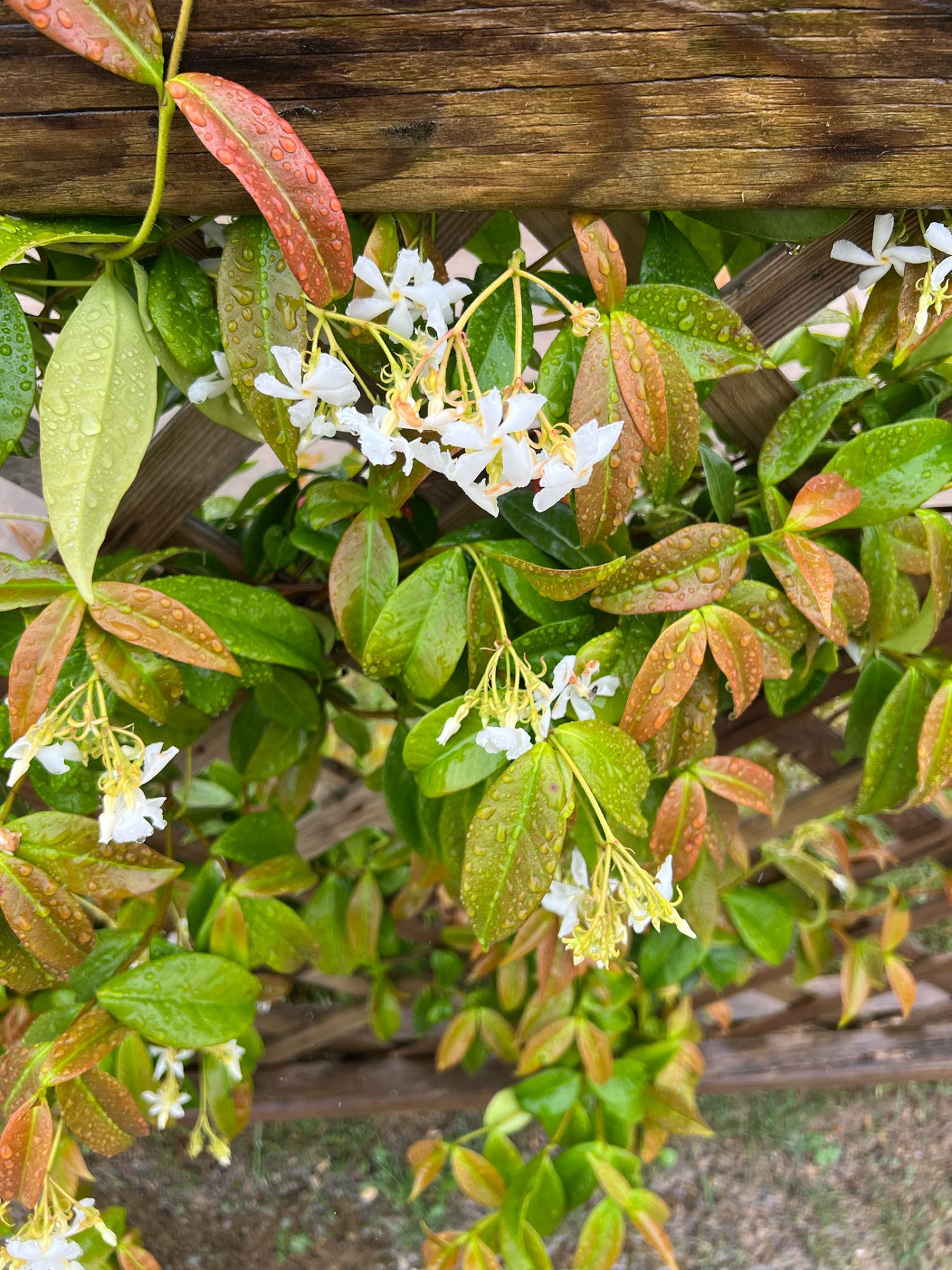 Chinesischer Sternjasmin (Trachelospermum jasminoides)