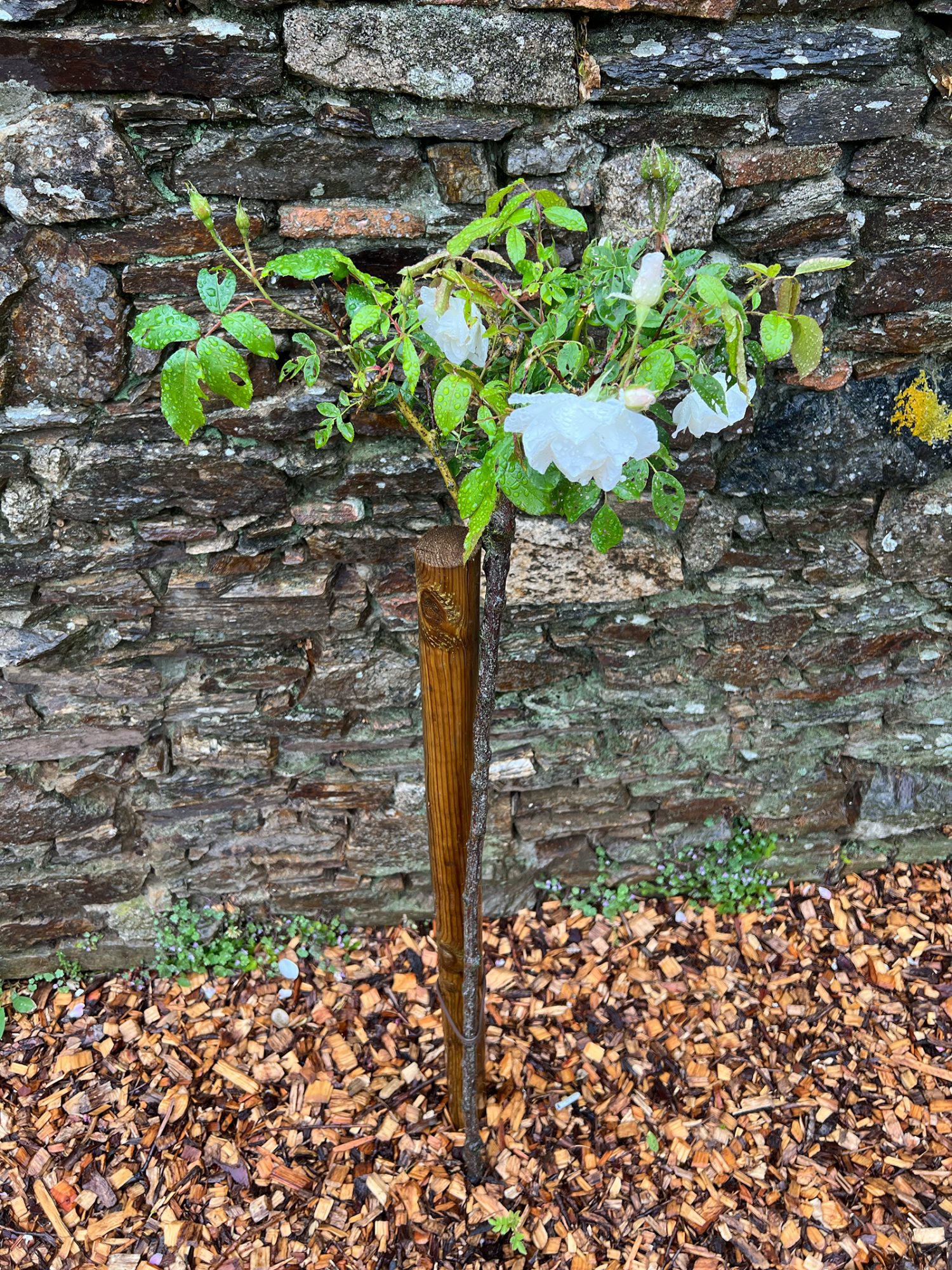 Weiße Rose