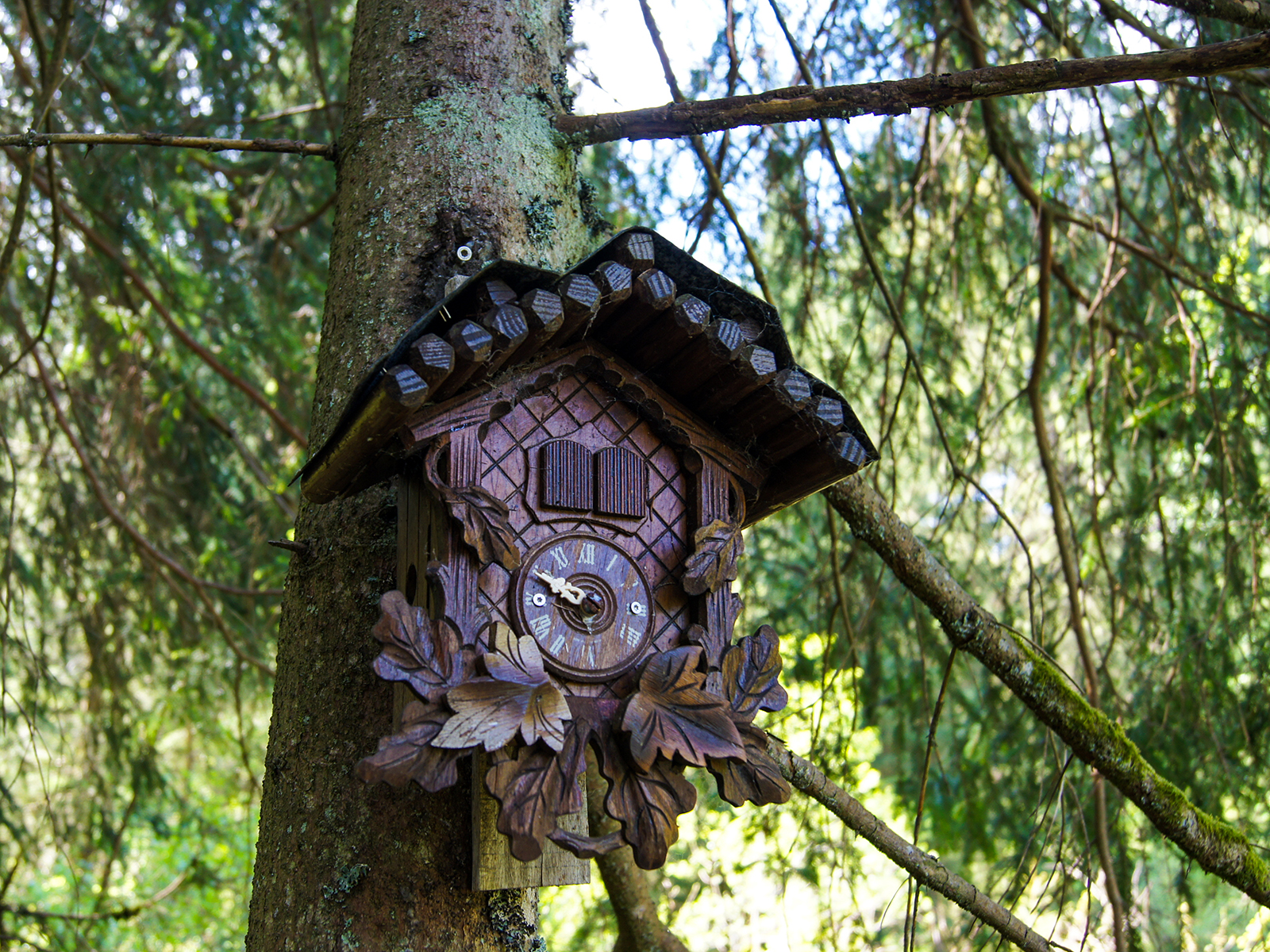 Handgefertigte Kuckucksuhr aus Holz, montiert auf einem Baumstamm im Schwarzwald | Artikelbild zum Beitrag Biodroga Schwarzwald Edition